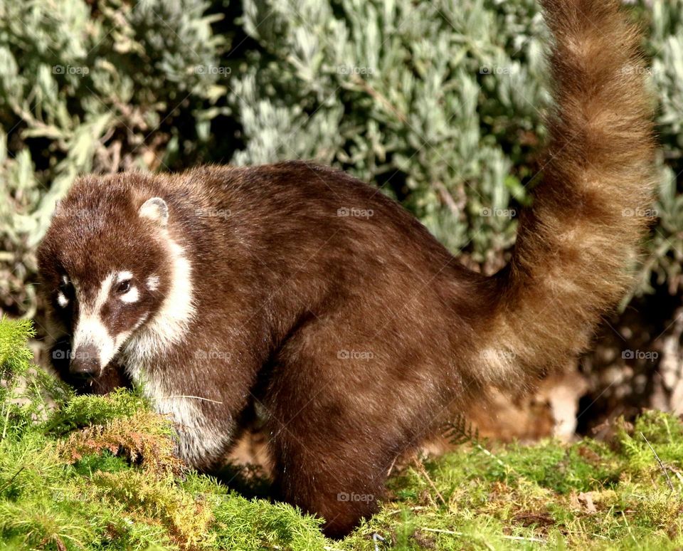 Coatimundi in a Tree