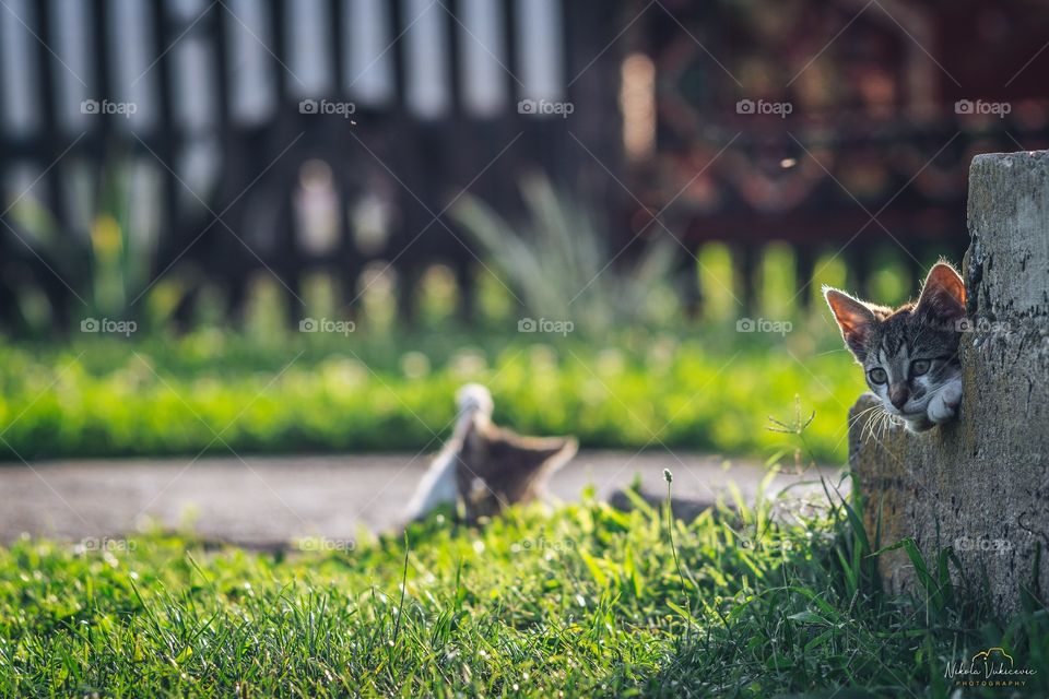 Cat in the grass