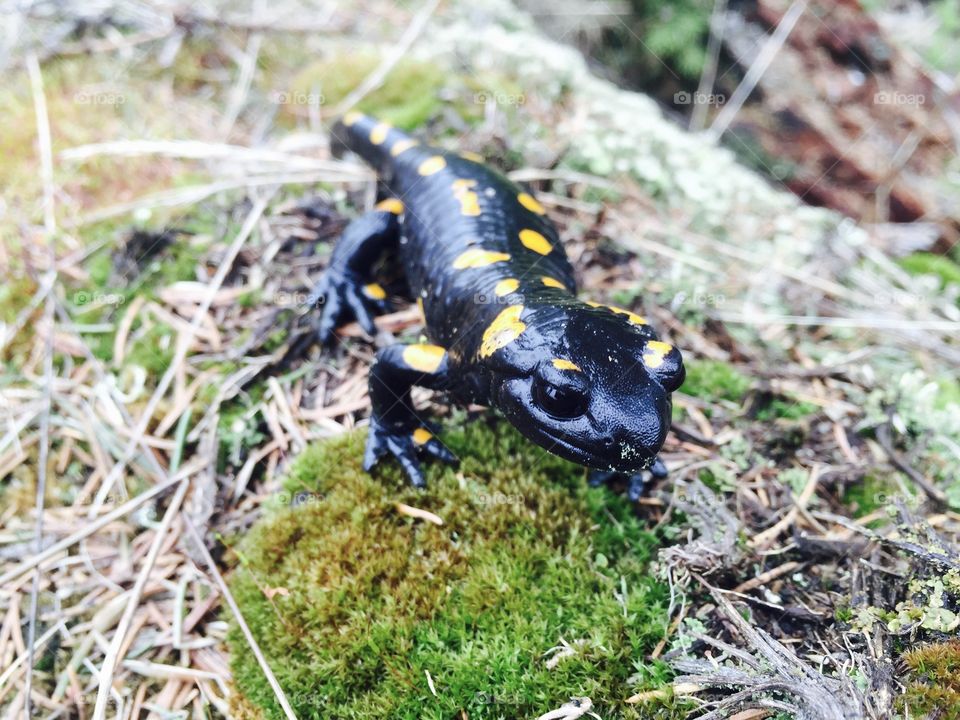 Spotted salamander on the grass