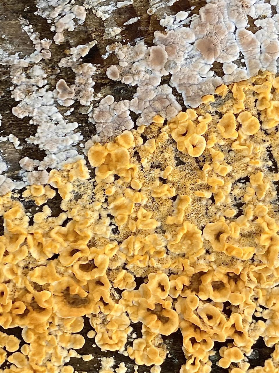 Closeup of yellow and white lichens on tree stump 
