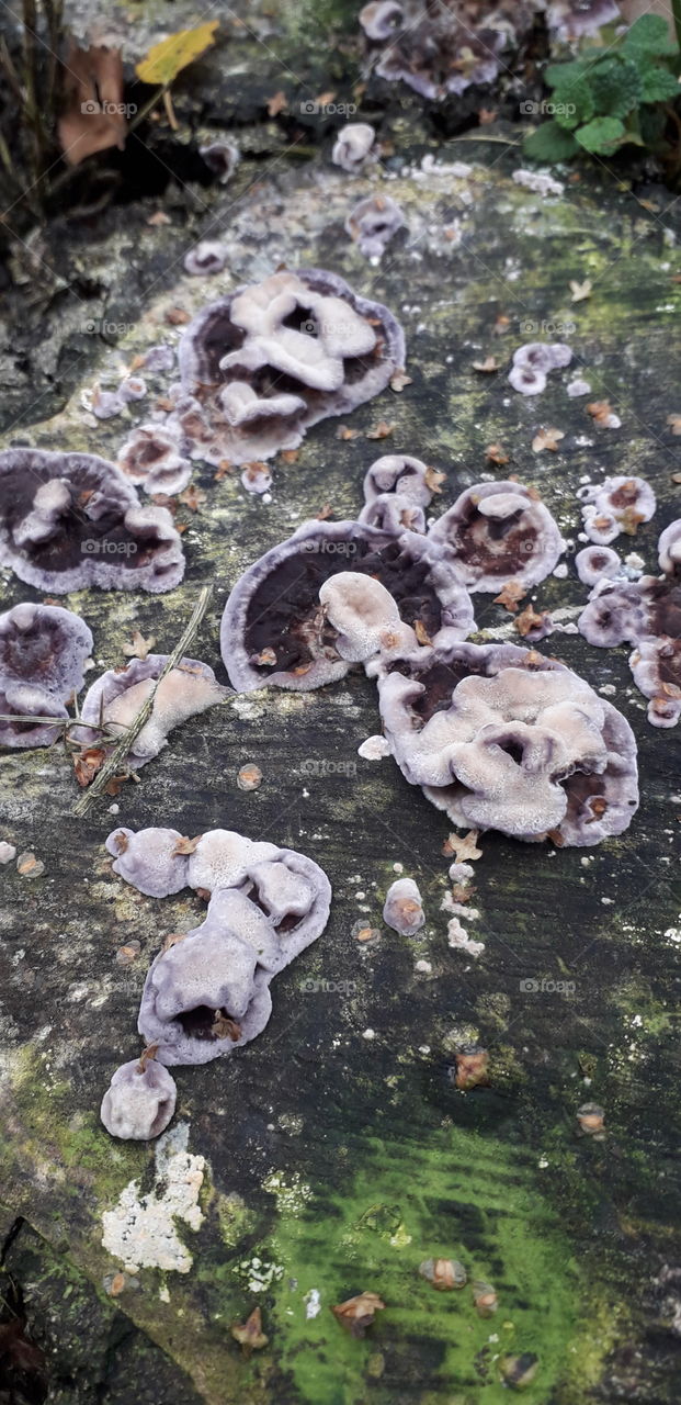Purple Fungus