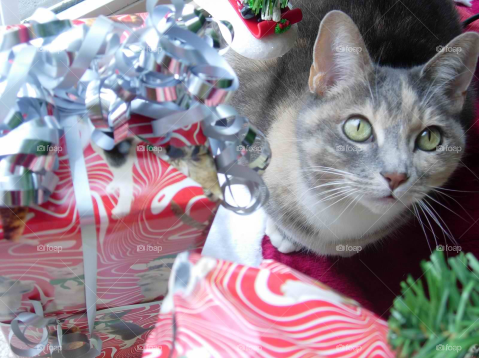 christmas cat pet holiday by micheled312