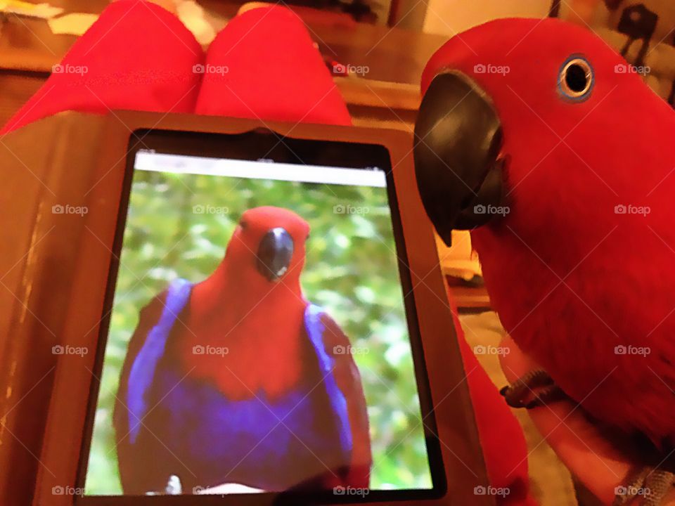 Cute red parrot and technology 