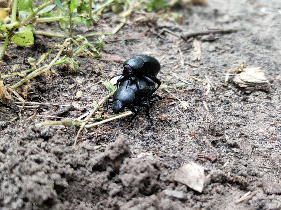 pair of dung beetles