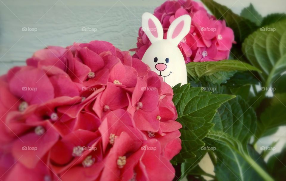 Pink hydrangea flower with an Easter bunny egg hiding behind a flower