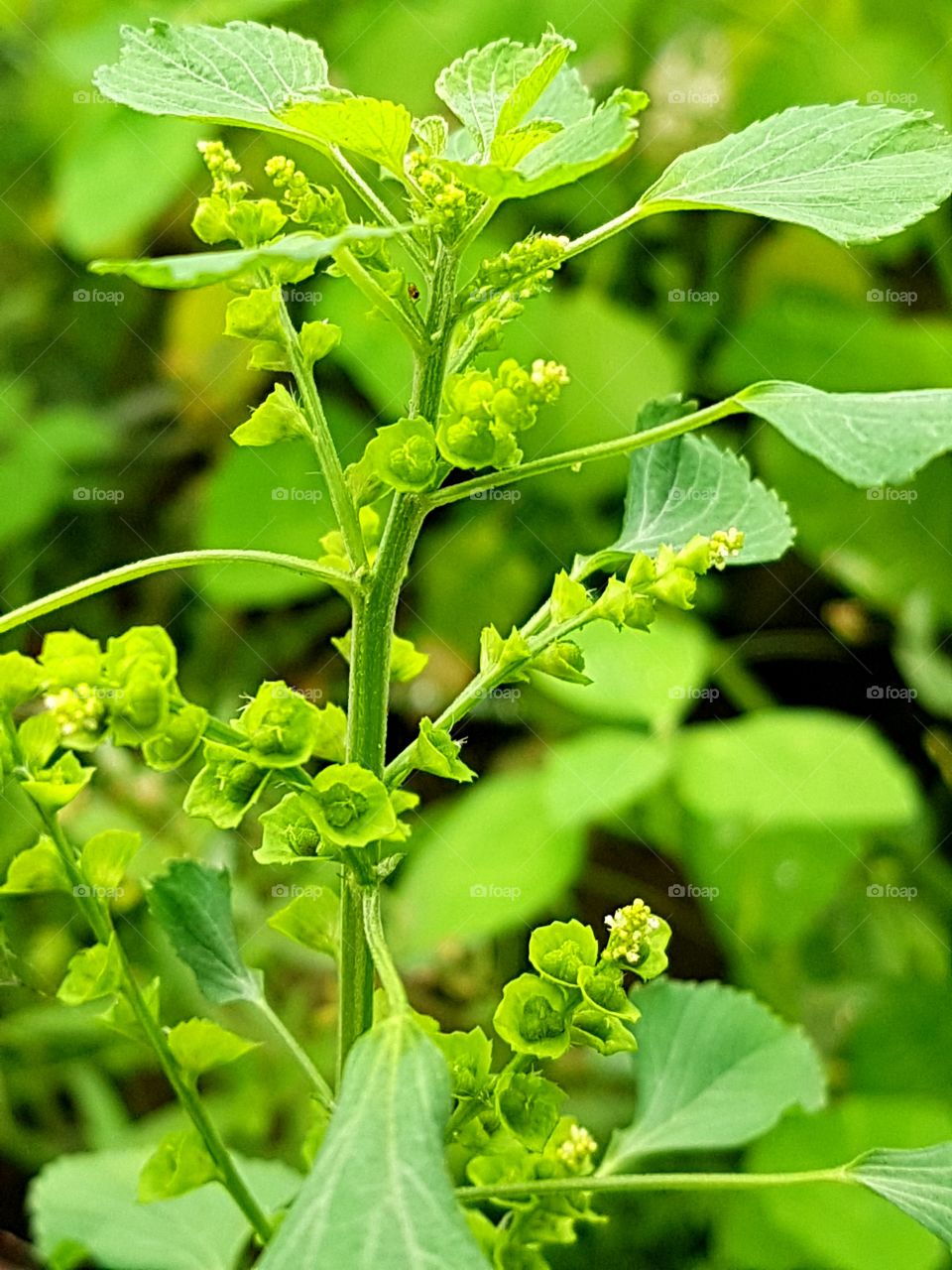 this plant like a catnip