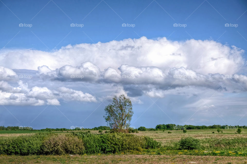 Summer landscape