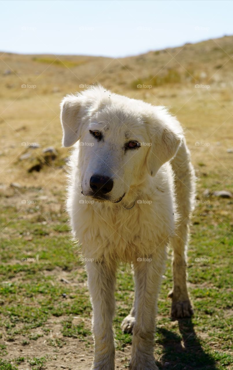 White Dog
