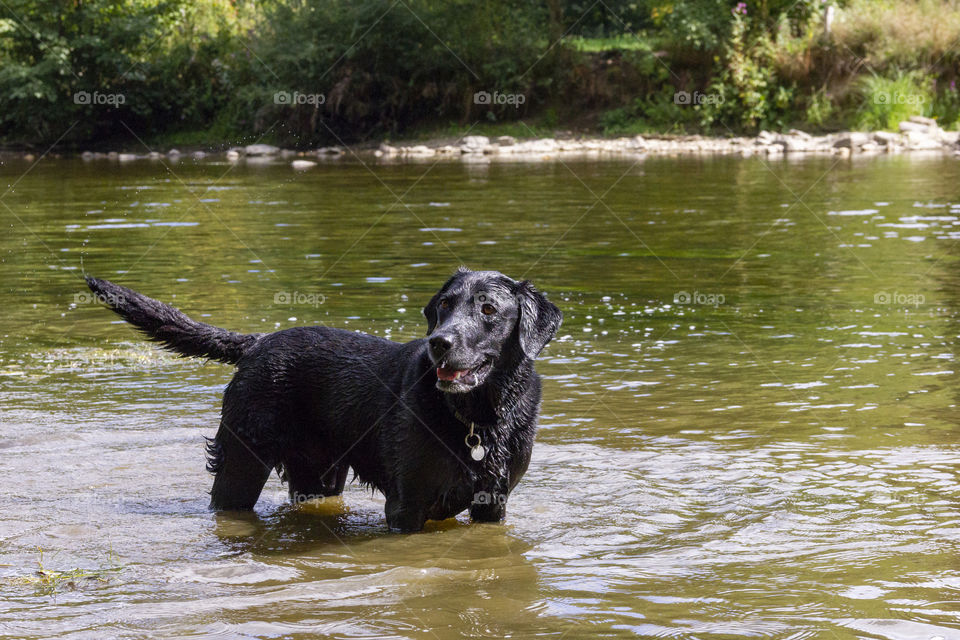 A dog playing in the water of a river on a sunny day. it is a black labrador which looks really happy.