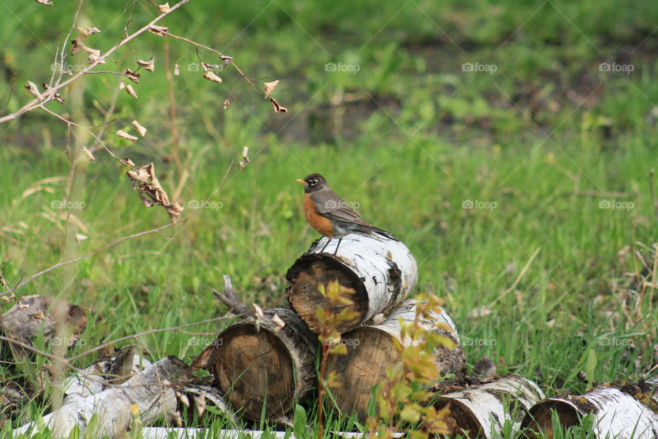 Robin on tree logs