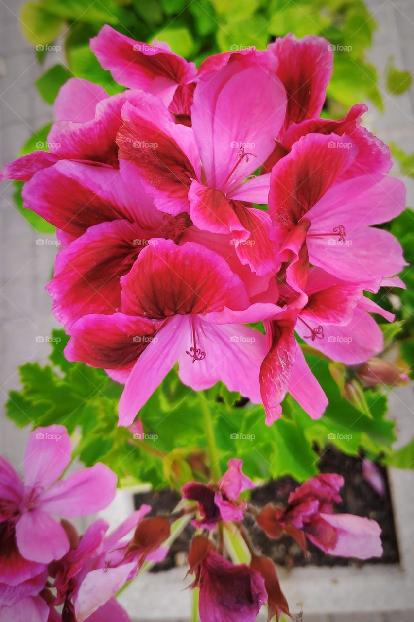 Pelargonium grandiflorum.