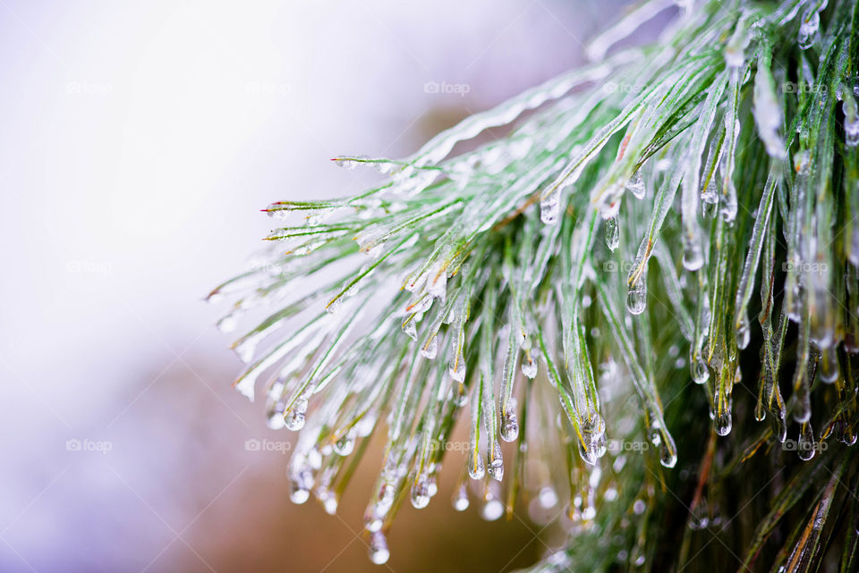 Frozen nature