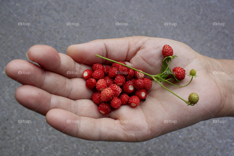 Wild strawberries in my hand