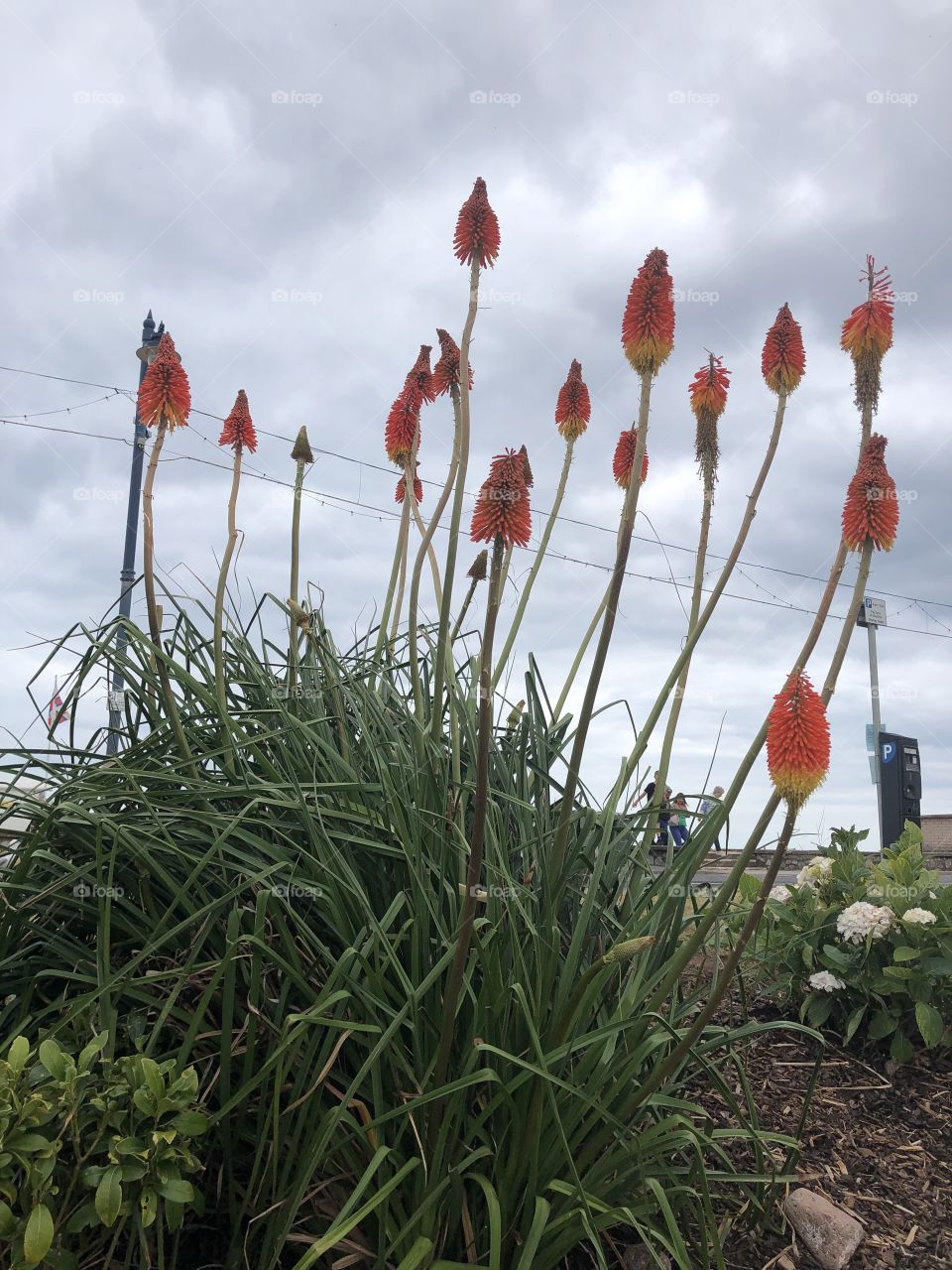 Theses red hot poker plants seem to be reaching for the sky, well they can try haha.