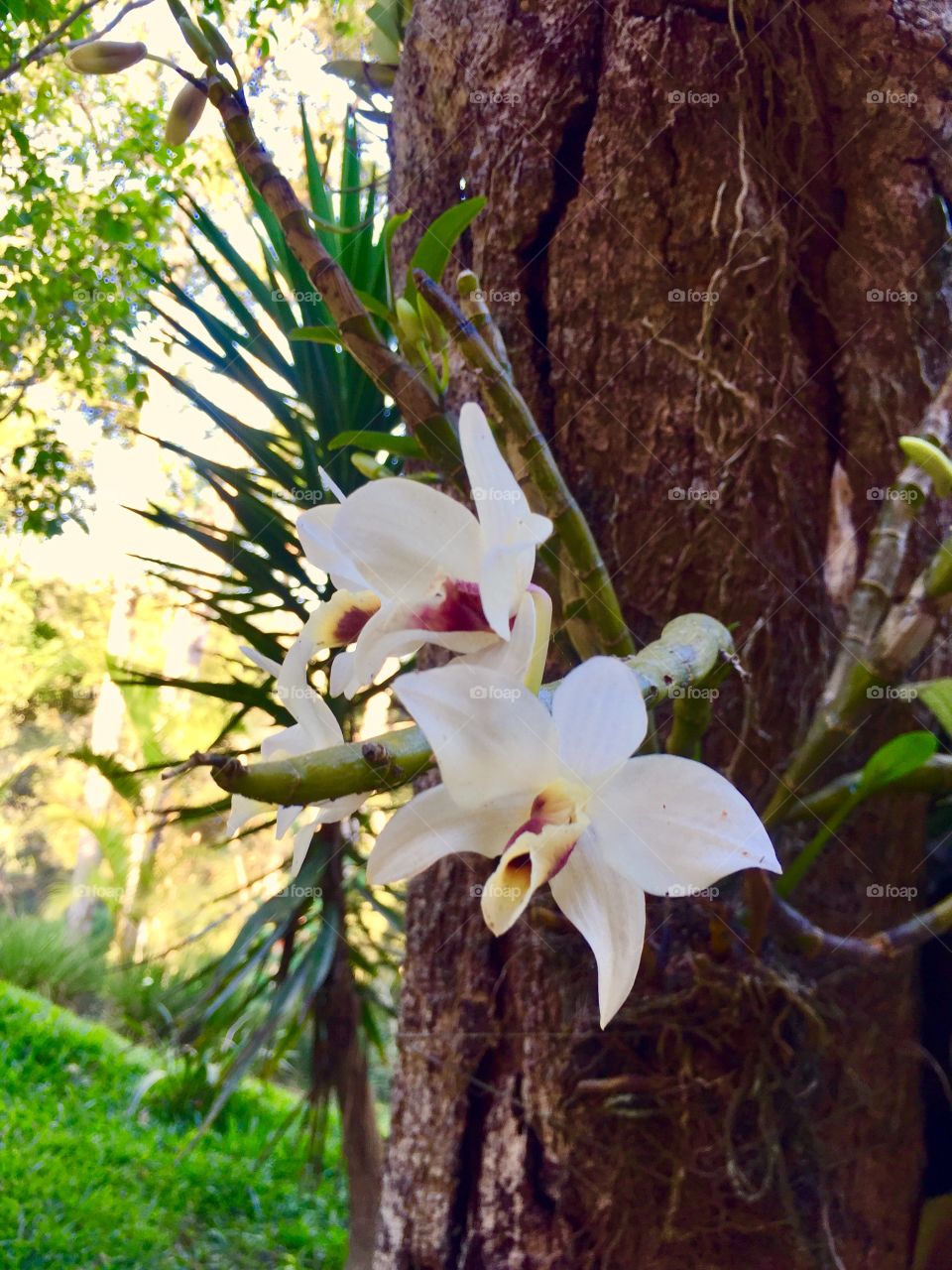 Orquídea 