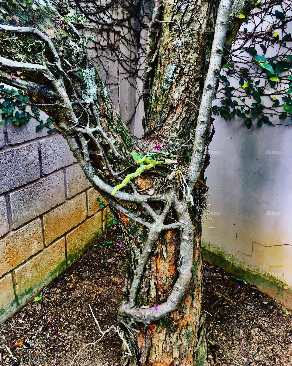 🇺🇸 The intertwined branches show how much wood supports a hug!  Cheer the nature! / 🇧🇷 Os galhos entrelaçados mostram o quanto a madeira suporta um abraço! Viva a Natureza!