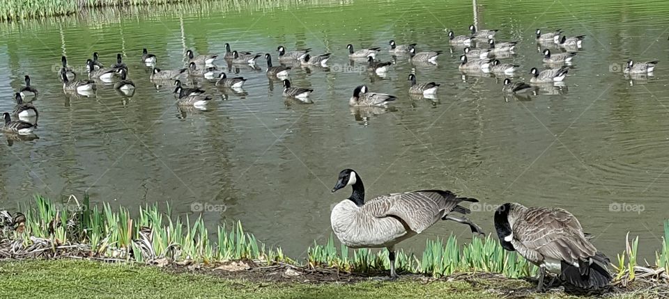 Canada Geese