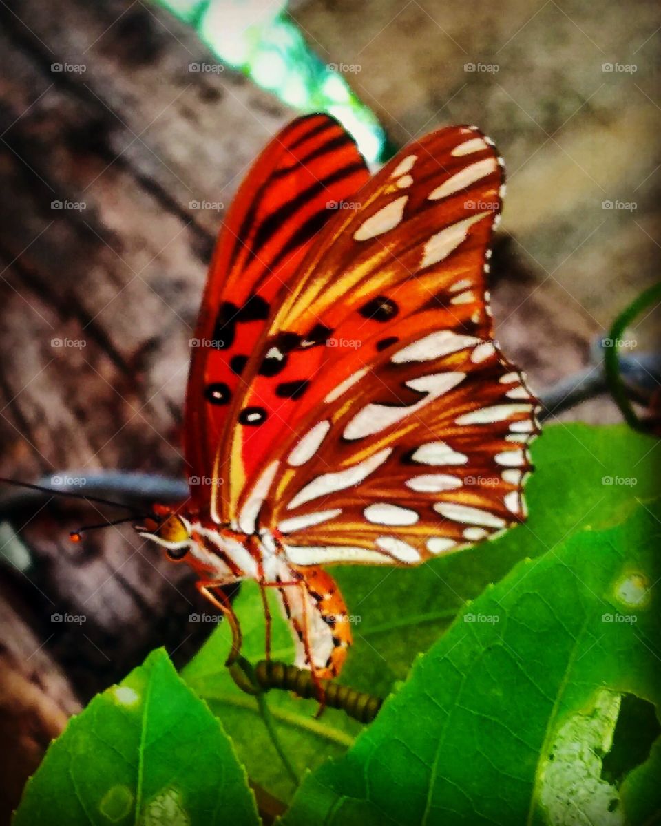 butterfly