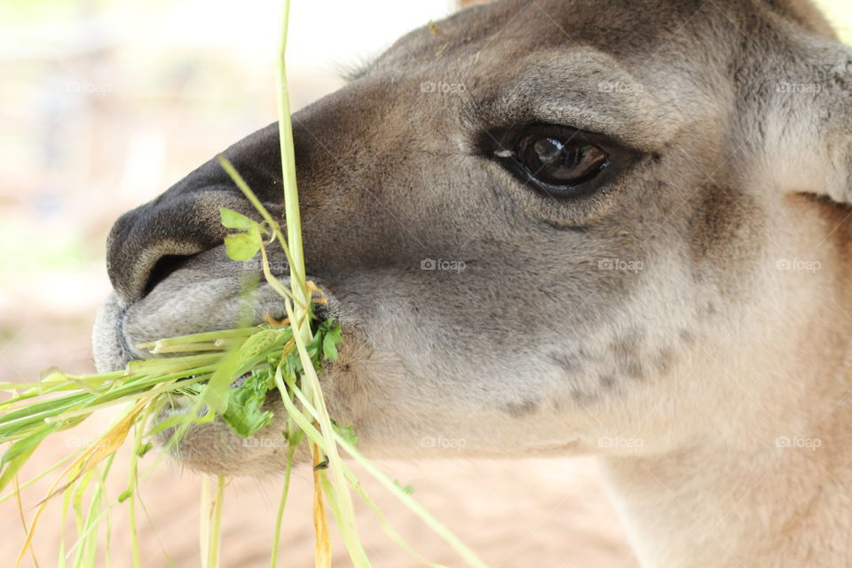 Side view of alpaca eating grass