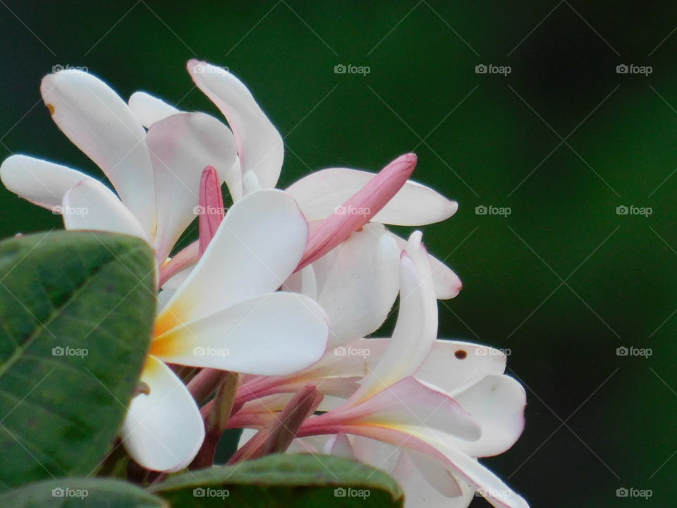 Bunch of plumeria flowers or chafa flower with blur background.