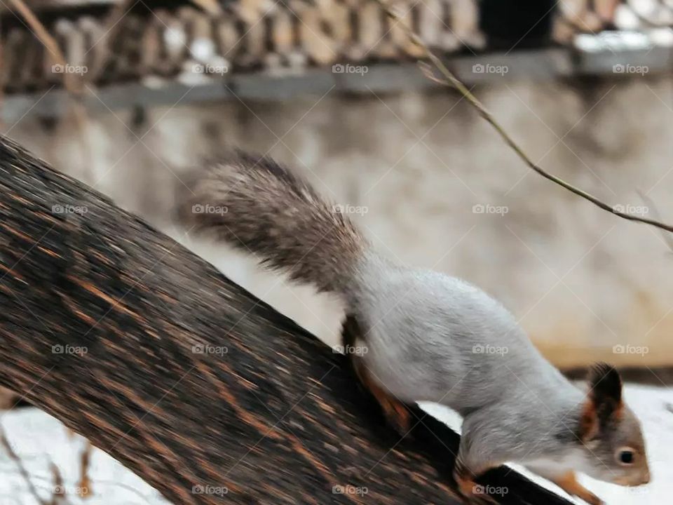 squirrel