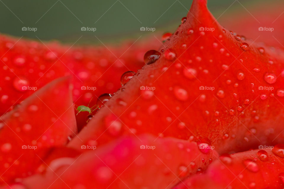 aphid under red petal