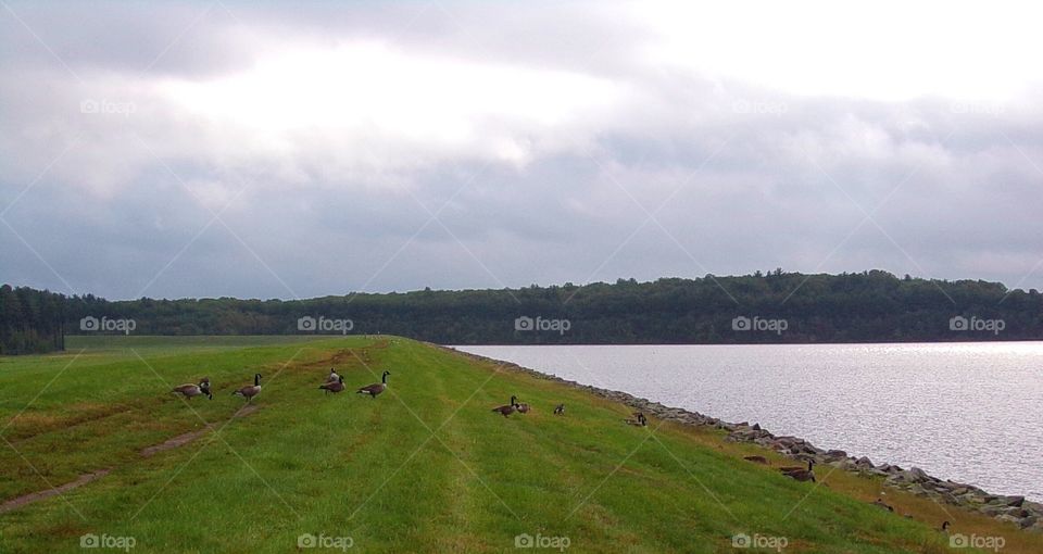 Scenic view of geese at the water 