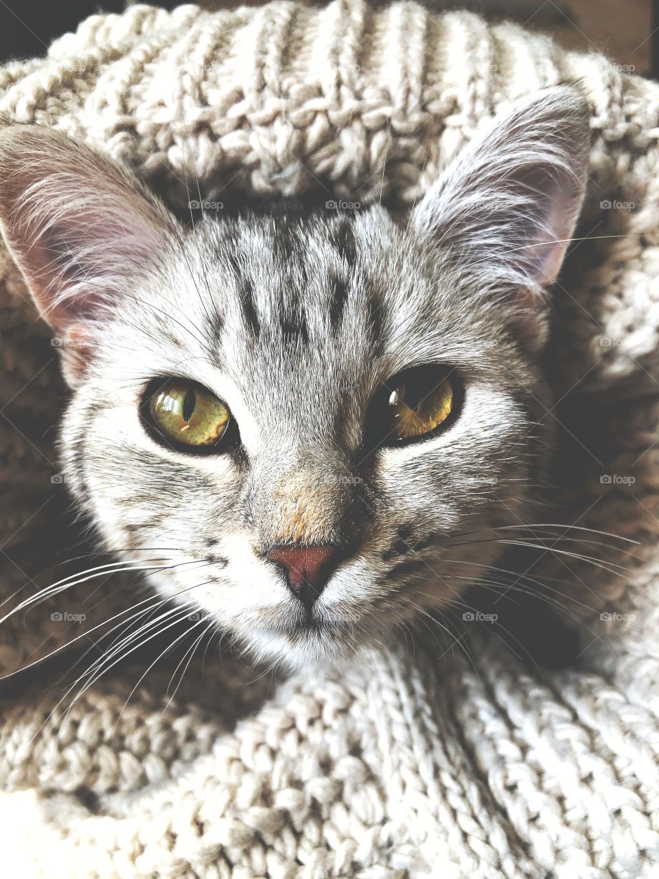 Beautiful cat in a knitted sweater