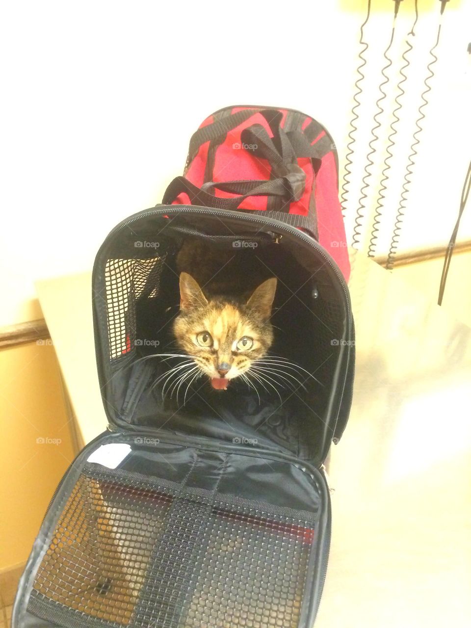 Cute, Isolated, No Person, Cat, One