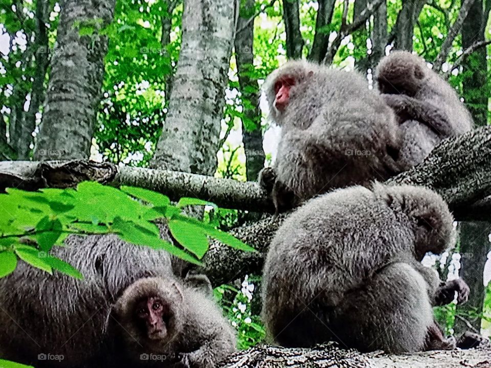 monkey's photography