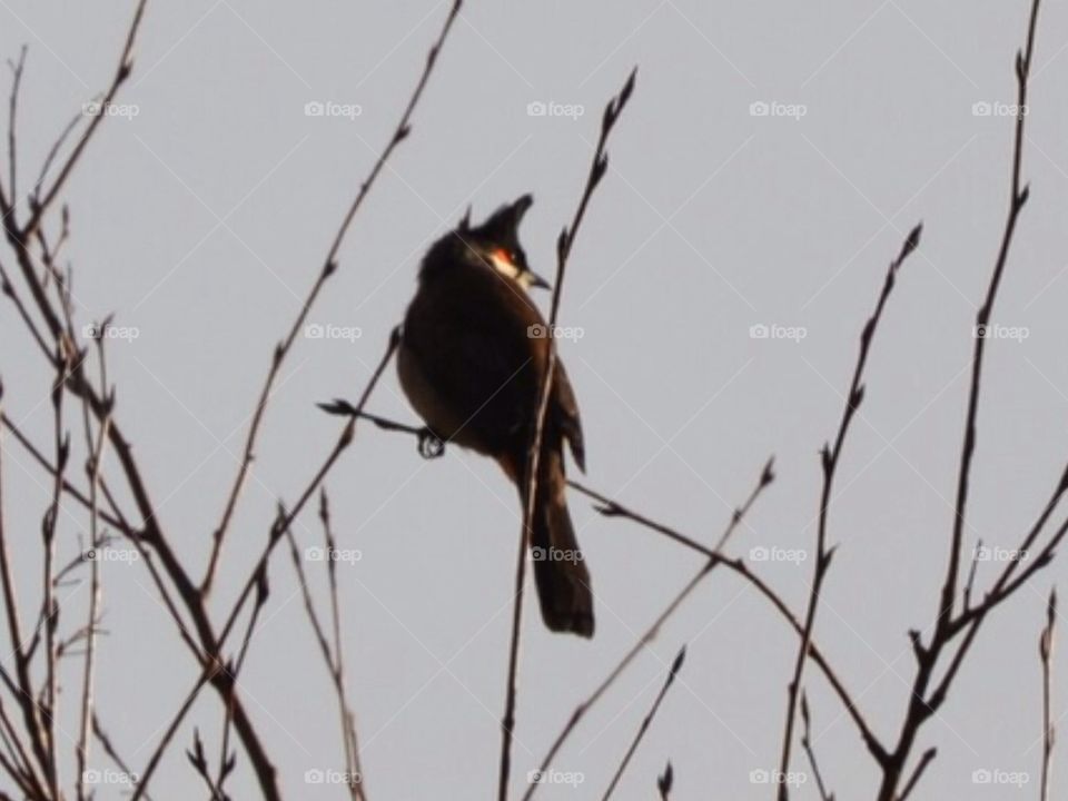 Escaped Red Whiskered Bulbul.
