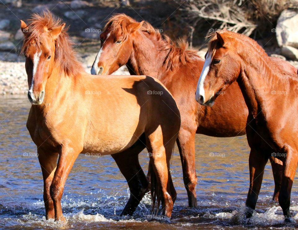 Wild Horses in Salt River