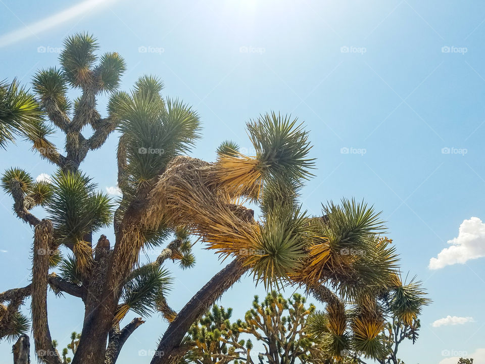Joshua Tree