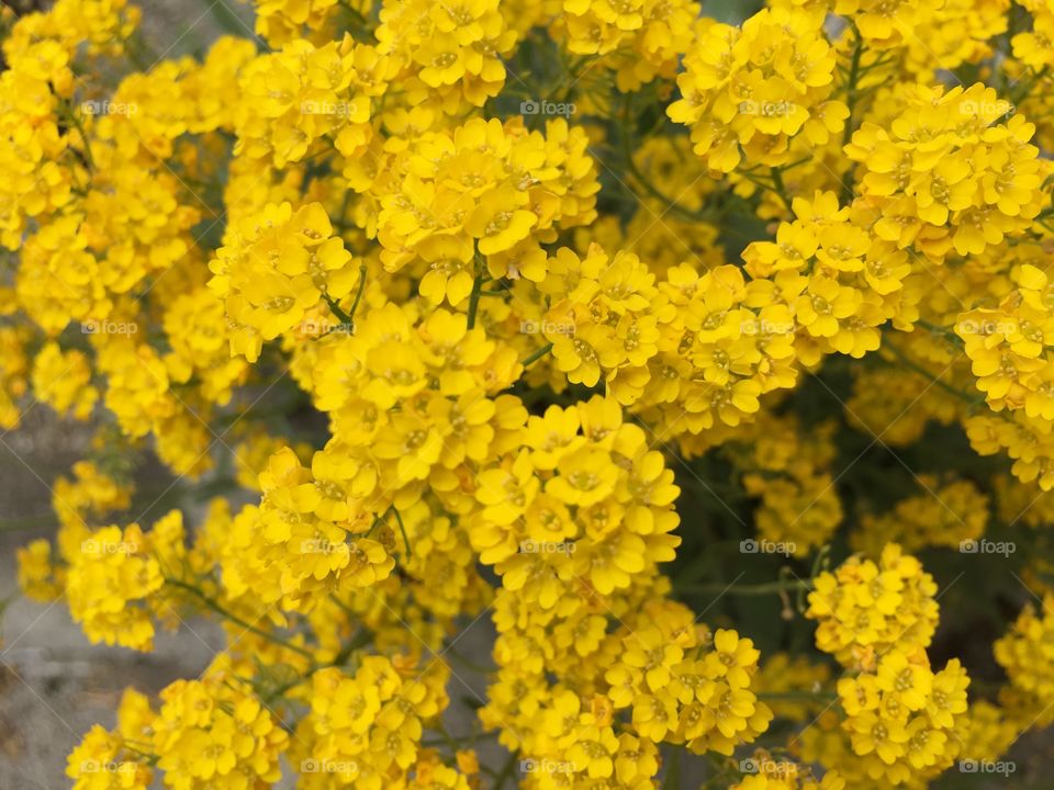 Closeup yellow perennials