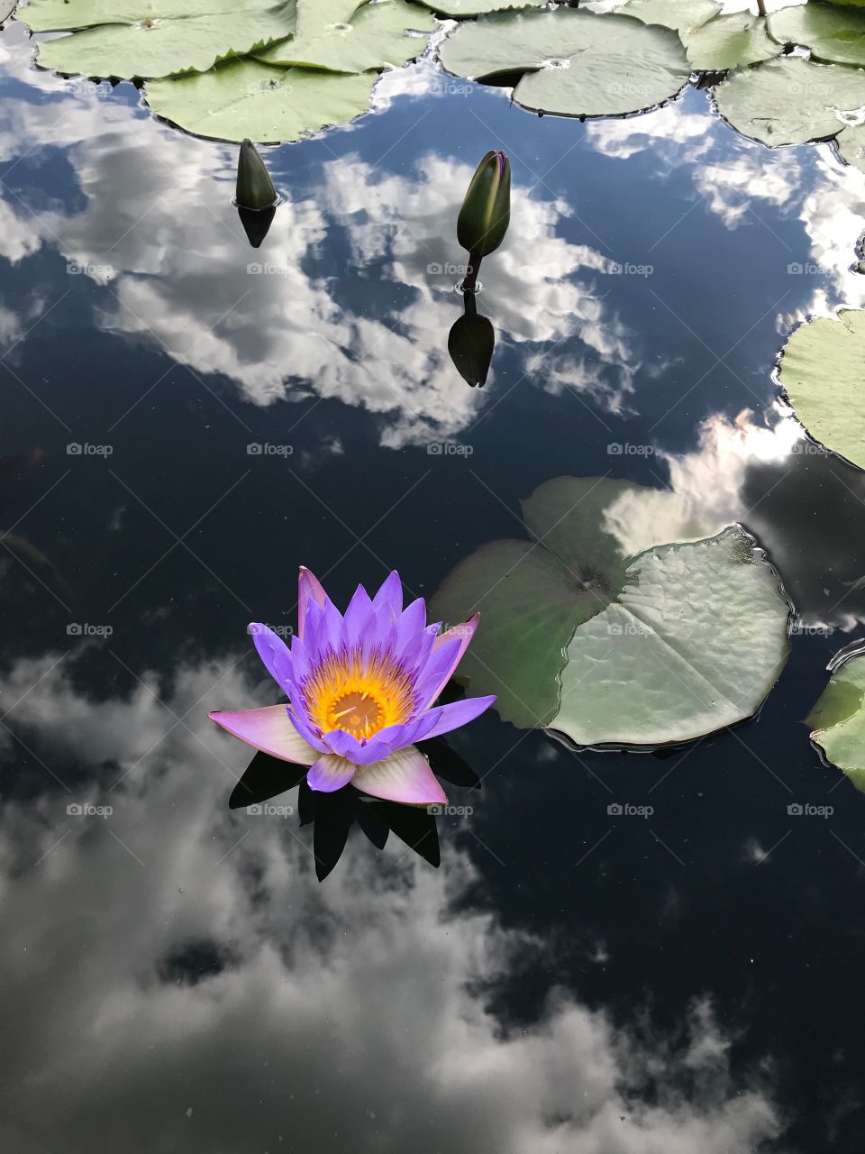 Purple lotus with reflection of sky on surface
