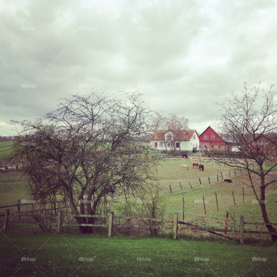 Swedish countryside 