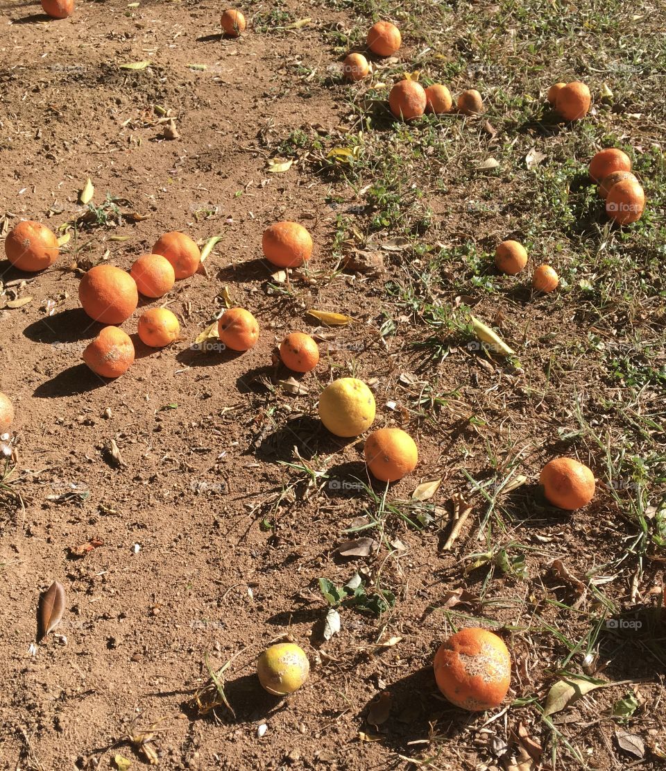 Lemons!  Scattered across the land, waiting to be harvested by someone. An acidic fruit, however it allows a delicious lemonade! Limões! 🇧🇷Espalhados pela terra, esperando ser colhidos por alguém. Uma fruta ácida, porém permite uma deliciosa limonada!