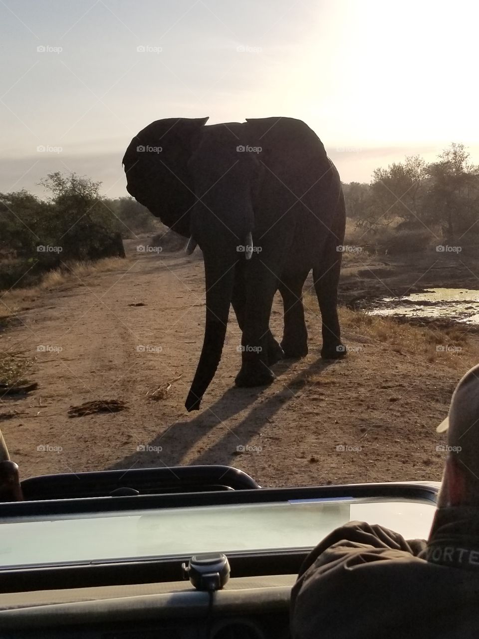 Elephant encounter