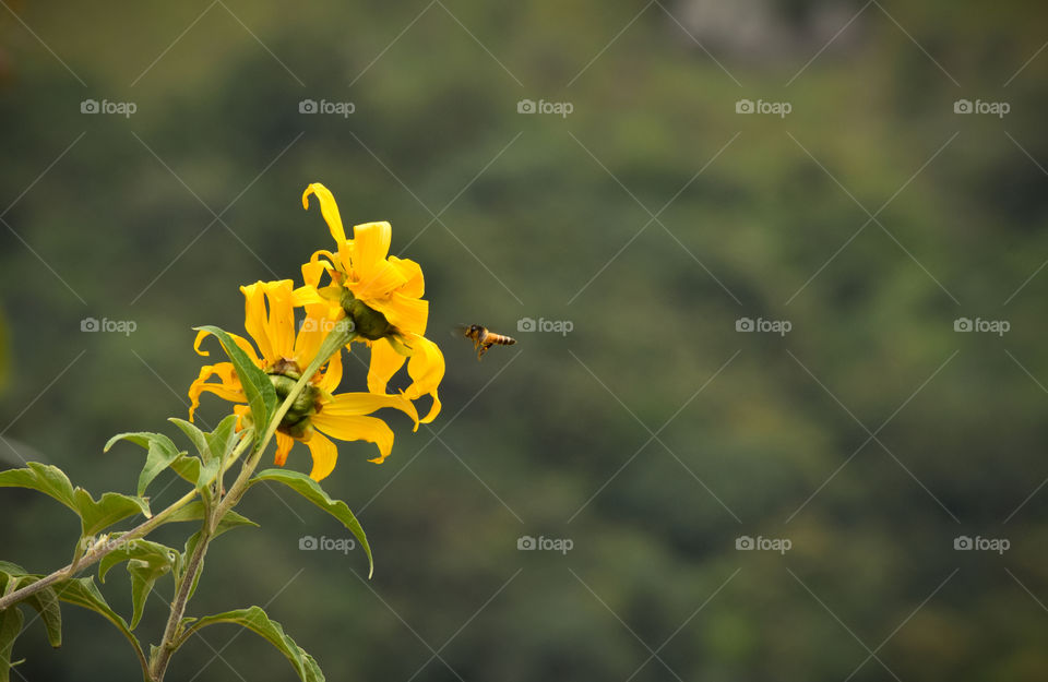 yellow flower and honeybee