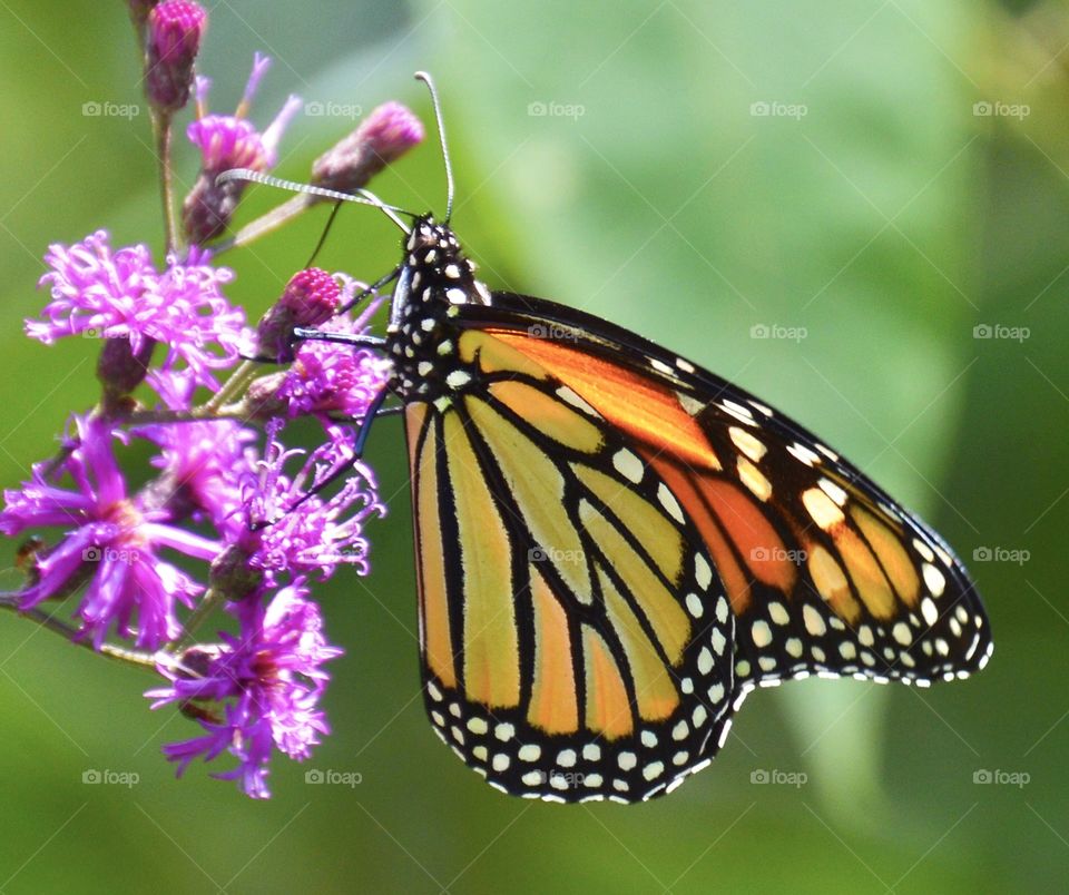 Monarch butterfly with back lighting 