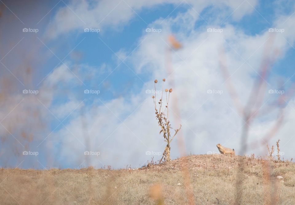 Prairie dog life