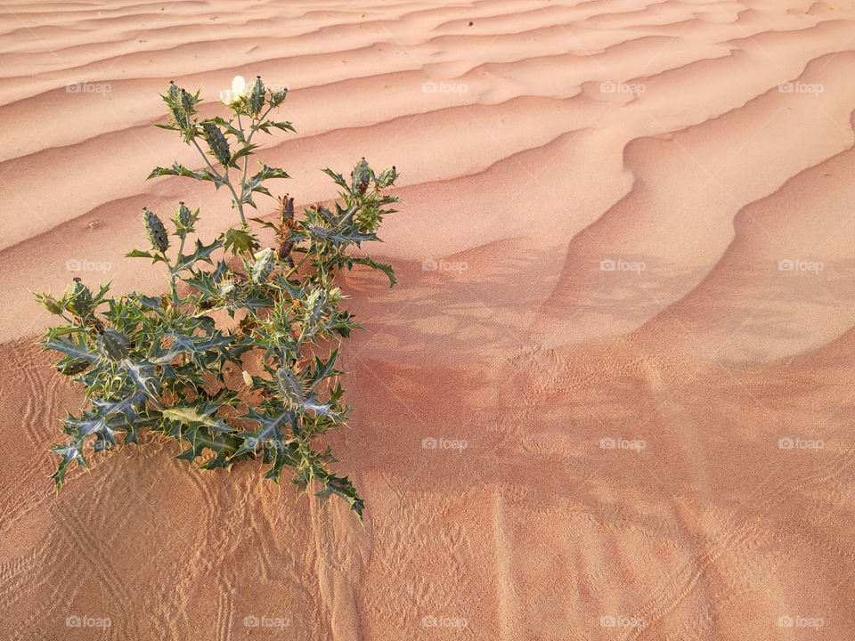A closeup of sand dune texture
