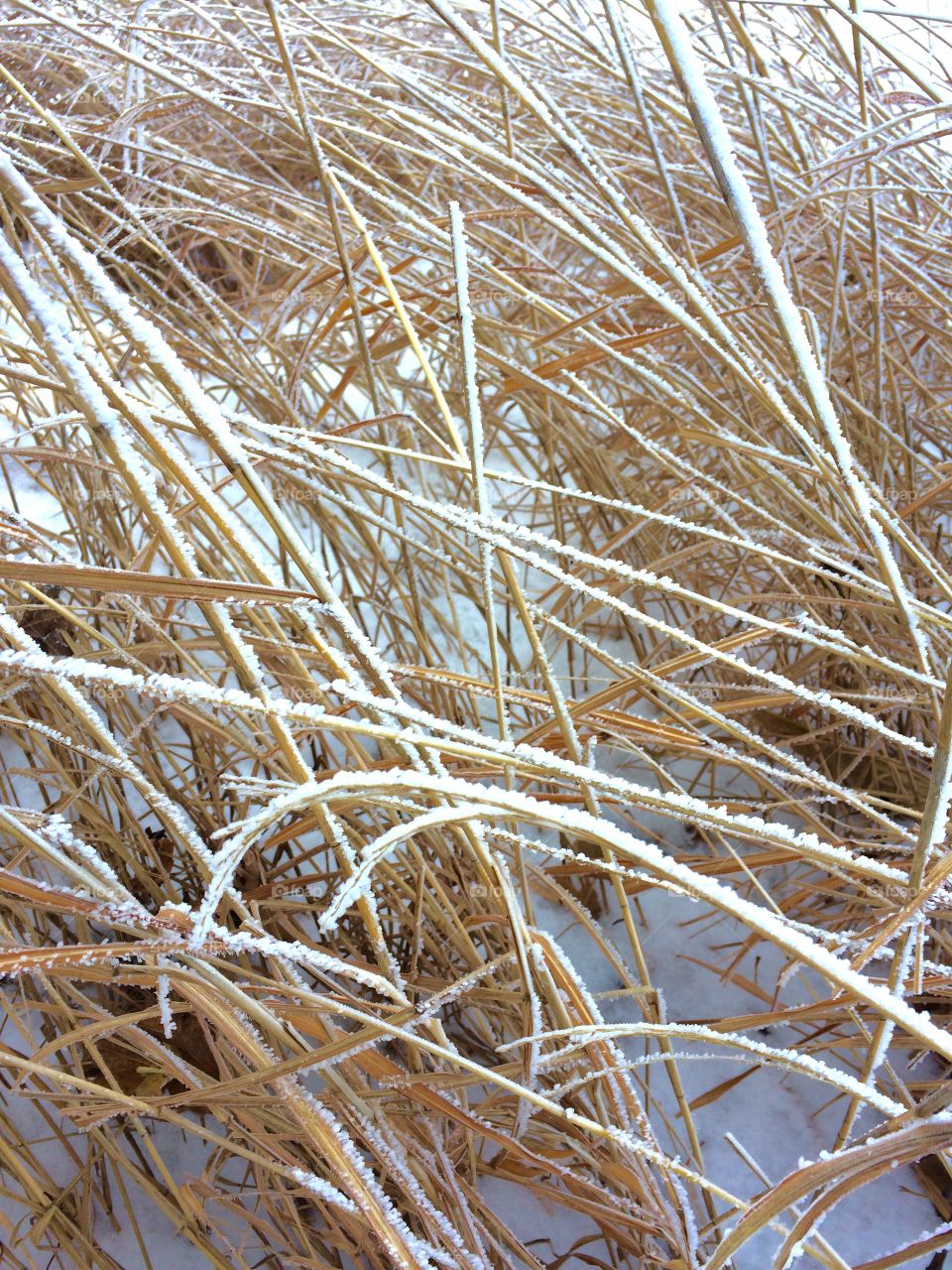 Frosty Grasses