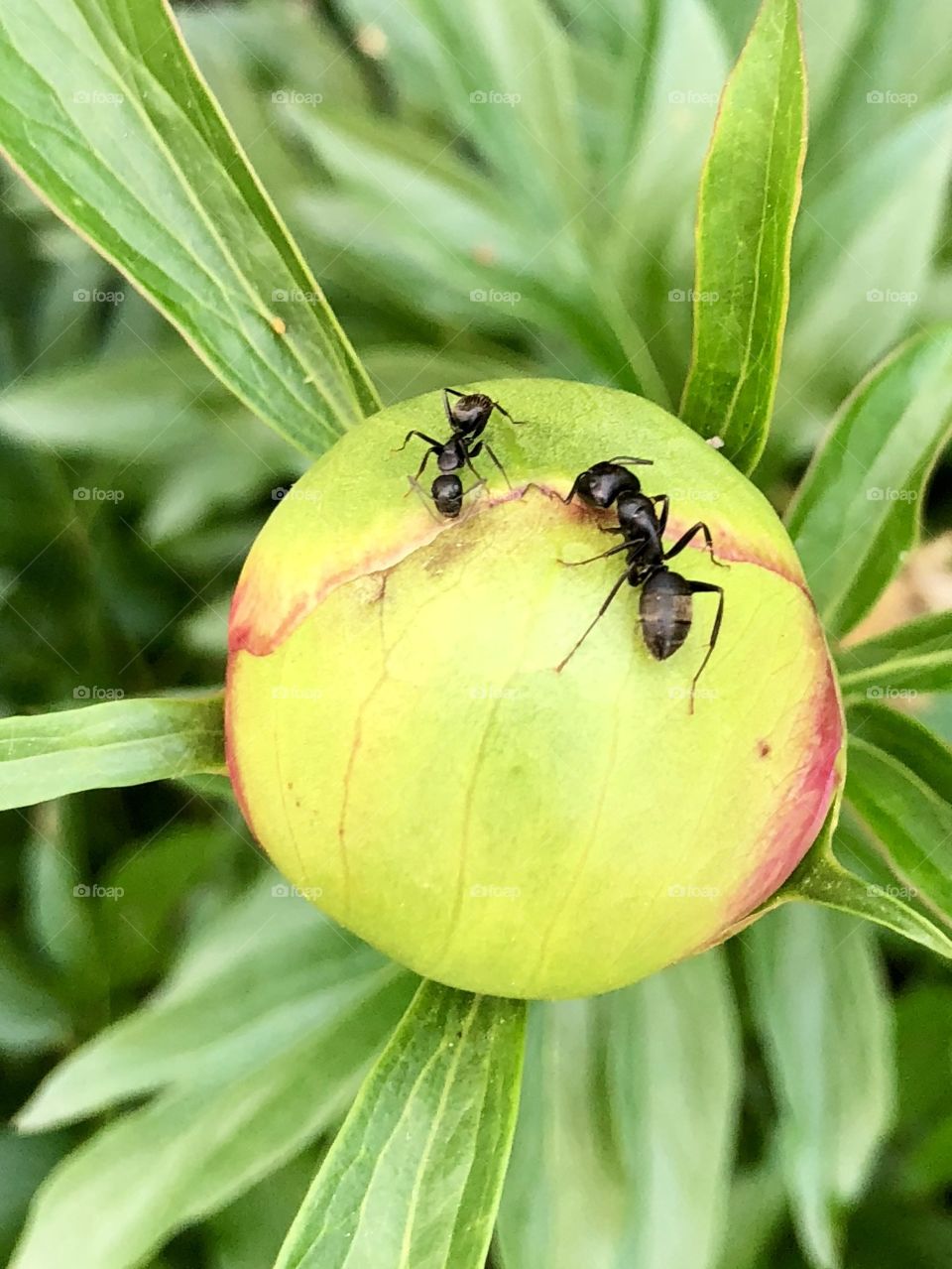 Ants in a peony 