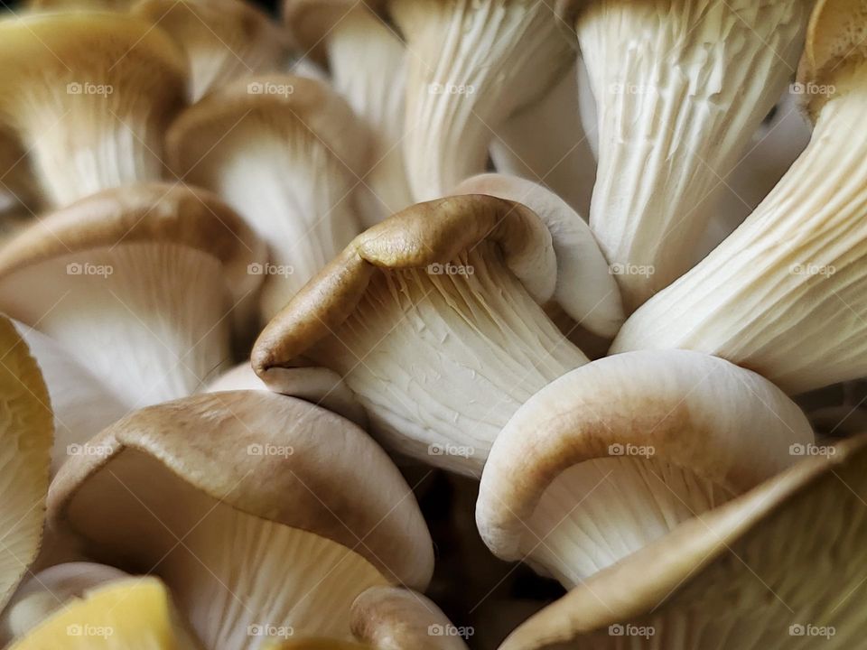 Closeup of oyster mushrooms in the growing stage.