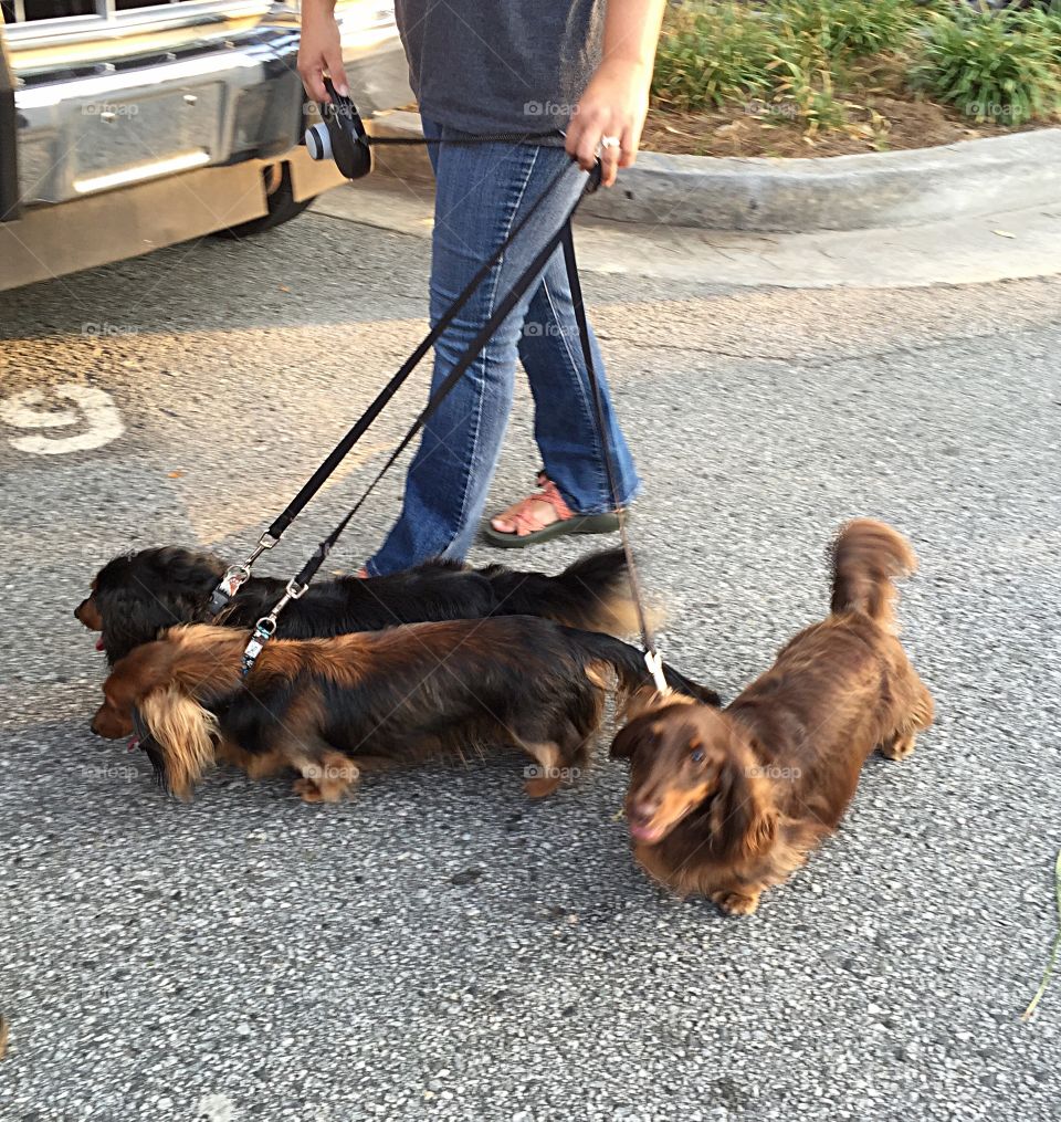 Dachshunds on a leash