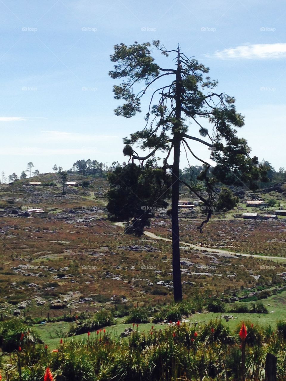 Lonely Tree. Tree found in the hills of Todos Santos Cuchumatan, Guatemala