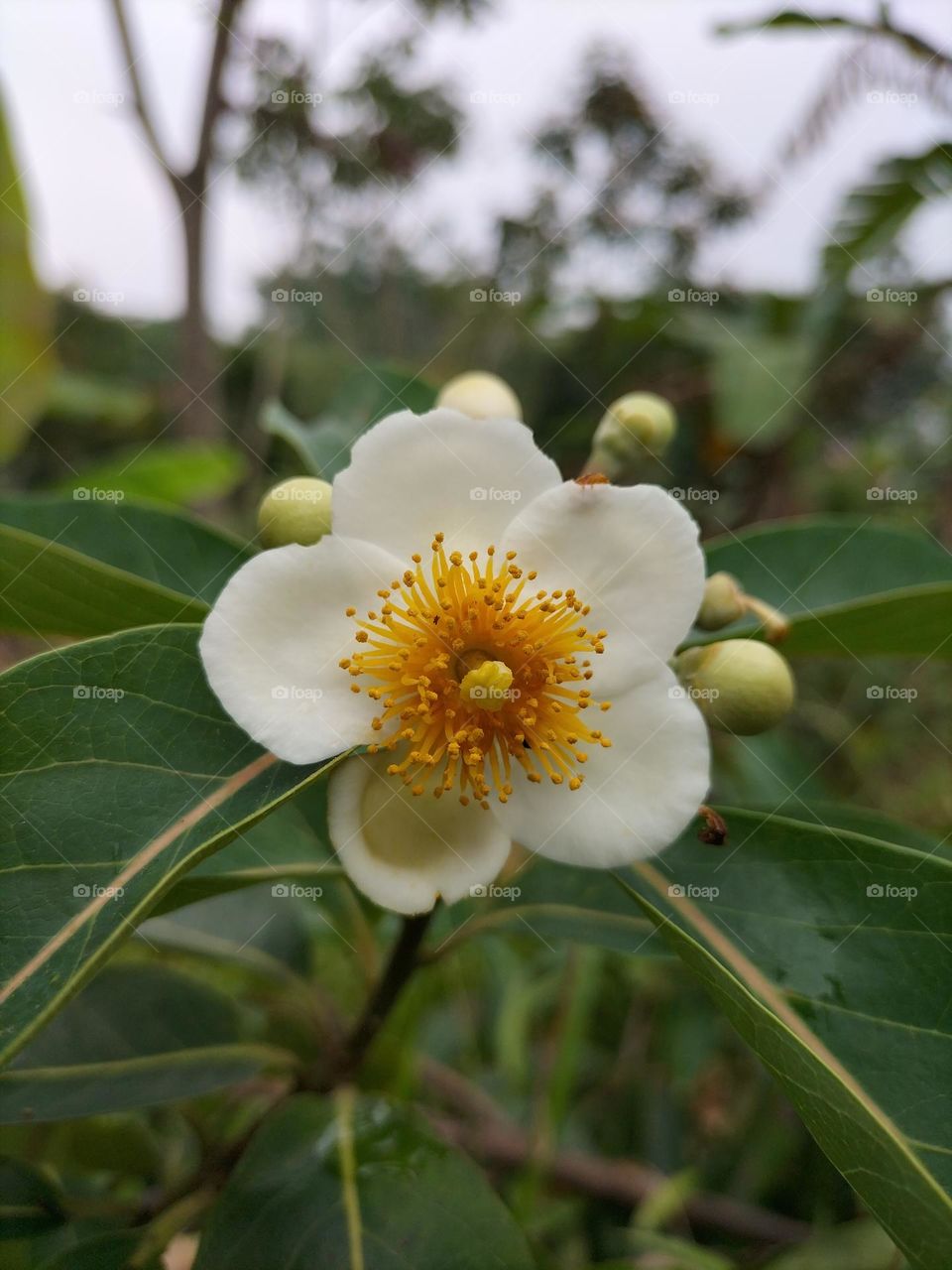flowers similar to jasmine