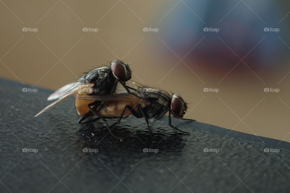 Couple of fly, macro