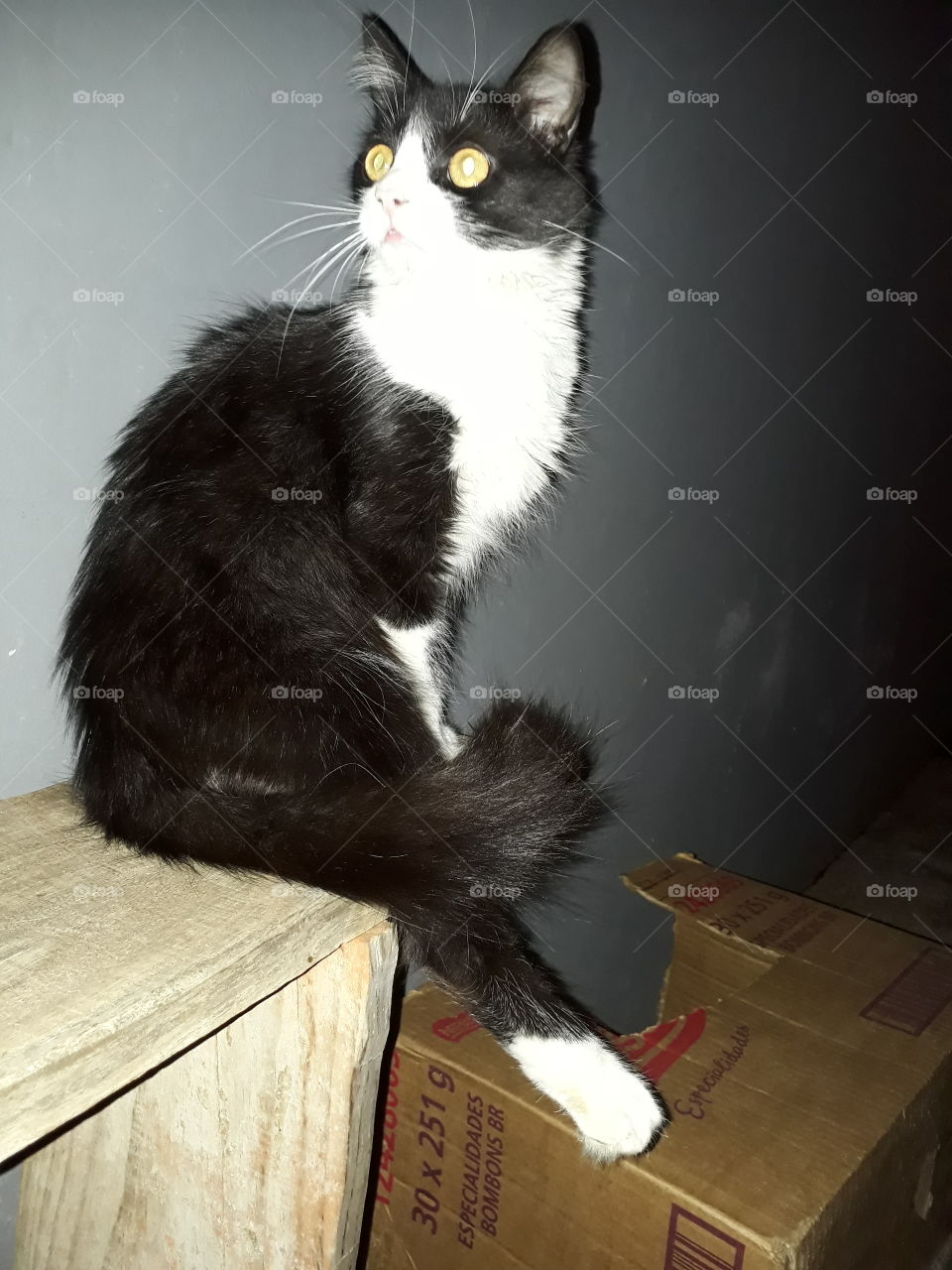 Gato frajola sentado